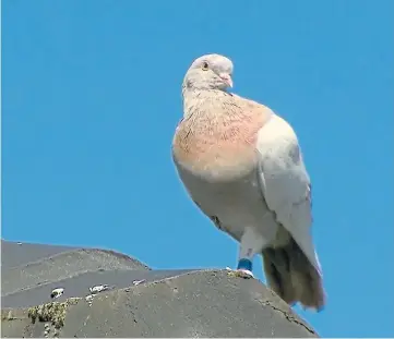  ??  ?? EPIC VOYAGE: Joe the pigeon completed an 8,000-mile journey to arrive in Australia.