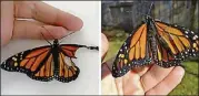  ?? CONTRIBUTE­D PHOTOS BY ROMY MCCLOSKEY ?? The monarch butterfly before and after surgery.