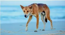  ?? 123RF ?? According to Hamilton City Council records, there is one dingo living in Hamilton (file photo).