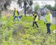  ?? ?? Working at the palm tree bed on the New Way are William Leahy, Saida and Treas McCarthy and in the background Mary Flynn, Effie and Miriam.