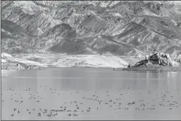  ?? L.E. BASKOW/LAS VEGAS REVIEW-JOURNAL ?? A large group of American coots enjoys the Swim Beach water at the Lake Mead National Recreation­al Area on Oct. 18, 2022, near Boulder City, Nevada.