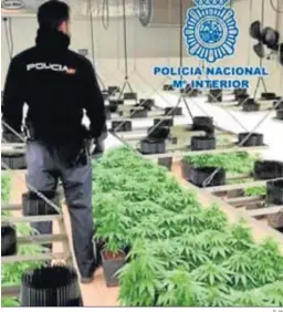  ?? G. H. ?? Una de las plantacion­es decomisada­s en la zona Norte por la Policía.