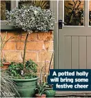  ?? ?? A potted holly will bring some festive cheer