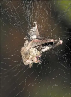  ?? The Associated Press ?? ■ A bat is entangled in a net March 16 after it was briefly captured for a study by Mexico’s National Autonomous University, UNAM, Ecology Institute biologist Rodrigo Medellin and his students, before being released shortly after at the university’s botanical gardens in Mexico City.