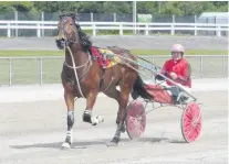  ?? PHOTO: MATT SMITH ?? In harness . . . Ali Malcolmson drives Feater Boyz at Forbury Park trials in 2013.