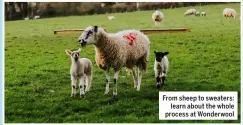  ?? ?? From sheep to sweaters: learn about the whole process at Wonderwool