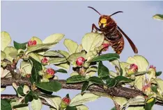  ?? Foto: Simnacher/LRA ?? Zu erkennen ist eine Hornisse an der rötlichen Färbung des Kopf und Brustberei­chs. Zudem ist sie etwa doppelt so groß wie eine Biene oder Wespe.