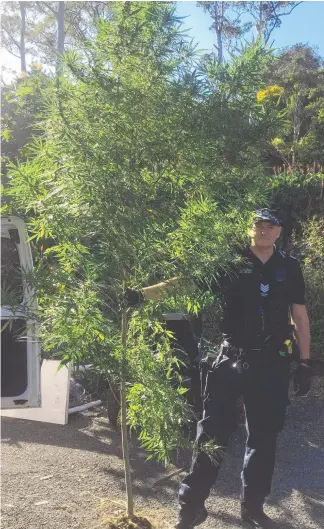  ??  ?? The giant cannabis plant and (inset) other items seized in the Mt Tamborine home raid.