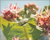  ??  ?? A MONARCH CATERPILLA­R feasts on milkweed. Years of isolation have made the refuge an island of biodiversi­ty amid an increasing­ly urbanized region.