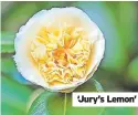  ?? ?? ‘Jury’s Lemon’