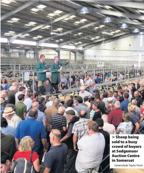  ?? Greenslade Taylor Hunt ?? Sheep being sold to a busy crowd of buyers at Sedgemoor Auction Centre in Somerset