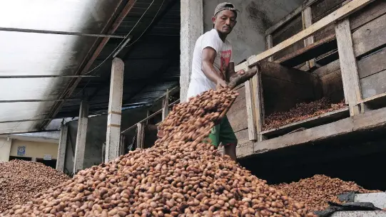  ??  ?? The fruit then goes from the farm to the cacao collection centre, a co-op of farmers that came together in the pursuit of a fair wage.