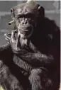 ??  ?? Cecilia the chimpanzee