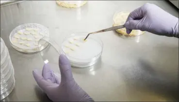  ?? Photo by Tim Gruber for The Washington Post ?? A senior research associate works with samples in a Calyxt lab.