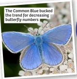  ?? ?? The Common Blue bucked the trend for decreasing butterfly numbers