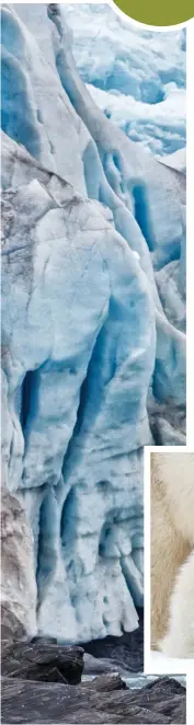  ??  ?? Left: a polar bear is dwarfed by the Nordenskiö­ld Glacier, Svalbard, Norway. The species depends on large expanses of sea ice to survive.