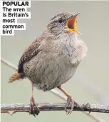  ?? ?? POPULAR The wren is Britain’s most common bird