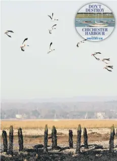  ?? PICTURE: KATE SHEMILT C120061-3 ?? Birds flying over Chichester Harbour