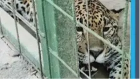  ?? SINAC ?? El jaguar tiene entre 1 y 2 años y estaba delgado y deshidrata­do.