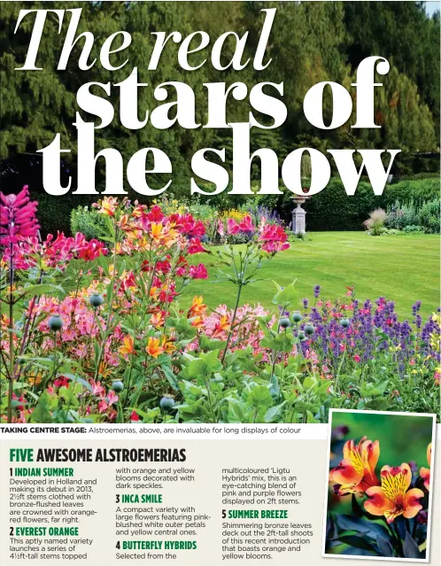  ??  ?? TAKING CENTRE STAGE: Alstroemer­ias, above, are invaluable for long displays of colour