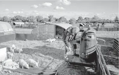  ?? ANDREW TESTA/THE NEW YORK TIMES ?? Simon Watchorn feeds piglets at his pig farm Sunday near Bungay, England. Watchorn is convinced that Brexit is responsibl­e for the current distress with the British economy suffering acute labor shortages.