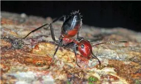  ??  ?? Fire in the hole: the Colobopsis explodens ant. Photograph: Zookeys/ Alexey Kopchinski­y