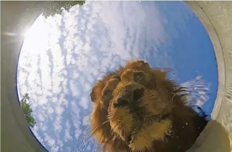  ?? FOTO: ZOO ?? Auch ein Löwe braucht regelmäßig seine Erfrischun­g.