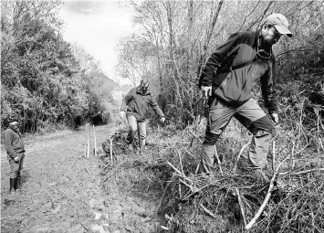  ??  ?? Photos above show enologists walk along the vineyard at Villasenor winery, where the “Puelo Patagonia” wine is produced, in Puelo, Los Lagos Region, Chile on Oct 18. Amid thousand-year-old woods and snow-covered mountains in the Chilean Patagonia, wine...