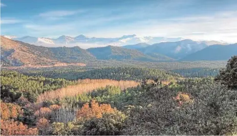  ?? AEET ?? Los bosques son esenciales para el equilibrio del clima y la conservaci­ón de la naturaleza