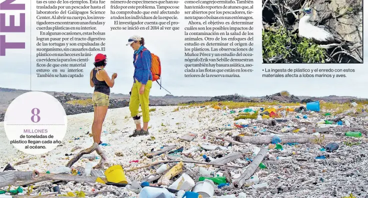  ??  ?? • La ingesta de plástico y el enredo con estos materiales afecta a lobos marinos y aves.