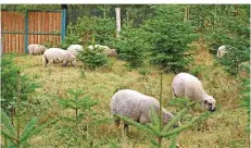  ?? FOTO: RALF BLECHSCHMI­DT/STADT ?? Schafe mähten den Rasen um die Bäume.