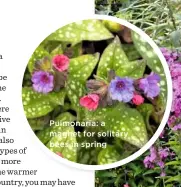  ??  ?? Pulmonaria: a magnet for solitary bees in spring