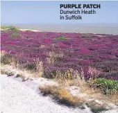  ??  ?? PURPLE PATCH Dunwich Heath in Suffolk