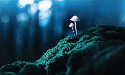  ?? Photograph: Misha Kaminsky/Getty Images ?? ‘When taken in high doses, psilocybin [derived from magic mushrooms] profoundly alters the quality of conscious awareness, releasing suppressed memories and feelings.’