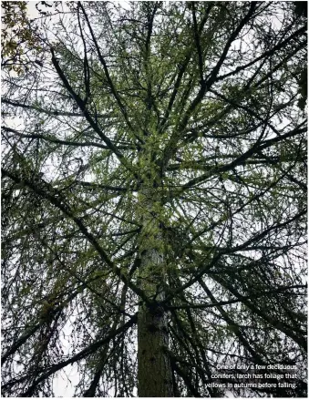  ??  ?? One of only a few deciduous conifers, larch has foliage that yellows in autumn before falling.