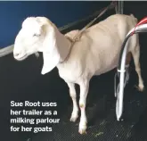  ??  ?? Sue Root uses her trailer as a milking parlour for her goats