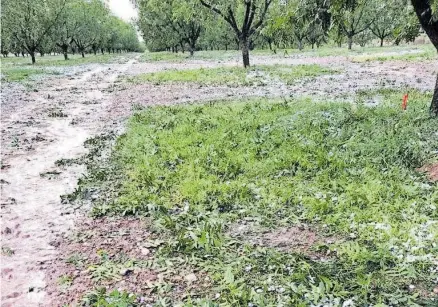  ?? / SAÚL PONCE ?? Daños sin precedente­s en los campos agrícolas generó la caída de granizo.