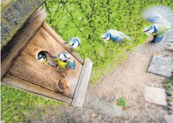  ?? FOTO: JULIAN STRATENSCH­ULTE/DPA ?? Die Einfluglöc­her eines Nistkasten­s zeigen am besten nach Osten – hier der Landeanflu­g einer Blaumeise in einer Montage aus fünf Einzelfoto­s.