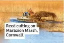  ?? ?? Reed cutting on Marazion Marsh, Cornwall