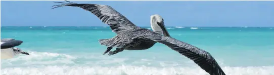  ??  ?? Watching pelicans swooping into the sea to catch fish is a visual treat for guests at Sanctuary at Grand Memories Santa Maria in Cuba.