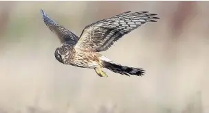  ??  ?? A female hen harrier