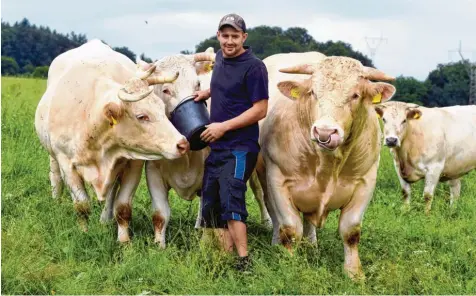  ?? Fotos: Marcus Merk ?? Die Landwirtsc­haft ist die Leidenscha­ft von Andreas Reif. Auf dem Weilerhof bei Streitheim züchtet er Charolais‰Rinder. Einige davon, wie Stier Ferdinand (rechts) bringen fast eine Tonne auf die Waage. Das Fleisch, das bei Feinschmec­kern geschätzt wird, vermarktet er selbst.