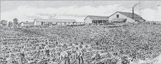  ?? ?? A sketch of the fields during John M. Gracie’s ownership, from an 1893 survey of Pine Bluff and Jefferson County, Arkansas.