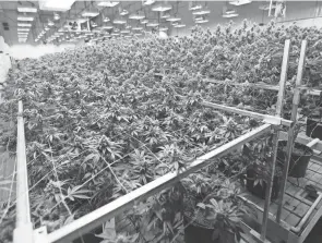  ?? COURTNEY HERGESHEIM­ER/COLUMBUS DISPATCH ?? A sea of buds in one of the growing rooms at Pure Ohio Wellness in Springfiel­d on Sept. 20.