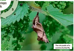  ??  ?? The chrysalis of a comma butterfly.