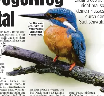  ??  ?? Der Namensgebe­r des Eisvogelwe­ges steht unter Naturschut­z.