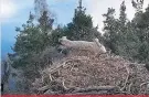  ??  ?? Live view The SWT’s osprey camera is now live