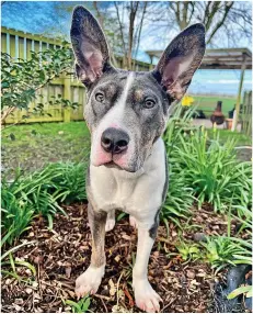  ?? ?? Eight-month-old cross breed Jodie is looking a home