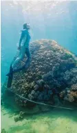  ?? Foto: dpa ?? Diese große Koralle ist mehr als 400 Jah‰ re alt, haben Fachleute herausgefu­n‰ den.