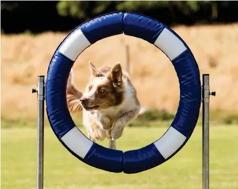  ?? BILD: HÅKAN JOHANSSON ?? Här hoppar Ziv genom ett däck. Helgen den 28-30 juni arrangeras SM i agility vilket sker på Nösnäsvall­en i Stenungsun­d.